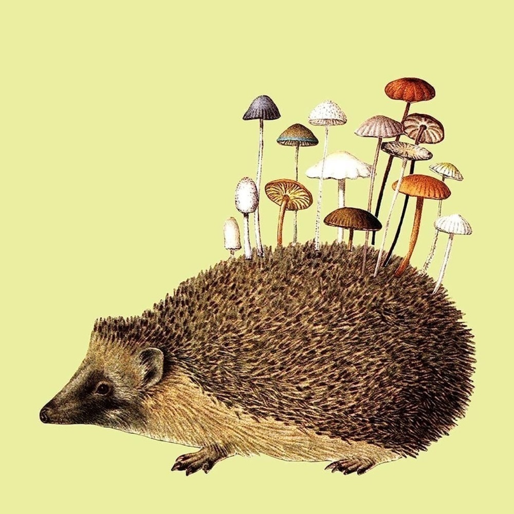 Art of Nature Hedgehog Mushroom Blank Greeting Card, Chartreuse, Bundle Item